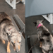 Cachorrinha cria estratégia genial para caminhar o mínimo possível na esteira e viraliza
