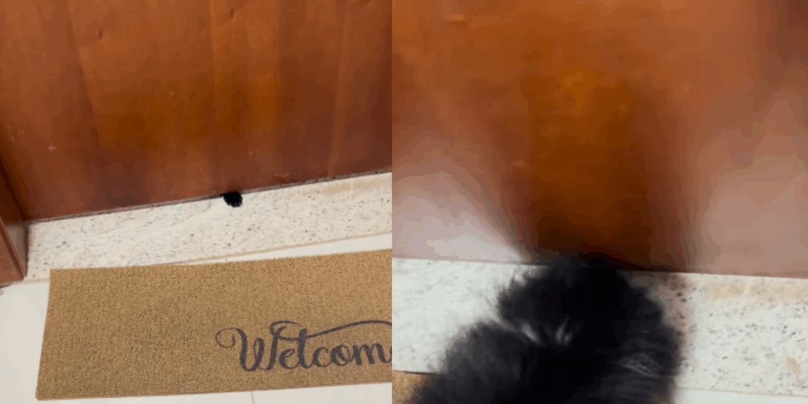 Gata debochada provoca vizinhos da raça spitz alemão por baixo da porta e vídeo viraliza