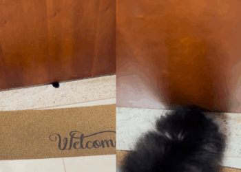 Gata debochada provoca vizinhos da raça spitz alemão por baixo da porta e vídeo viraliza
