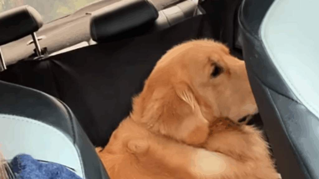 Golden retriever de Campina Grande viraliza ao fazer drama por playlist de música gospel