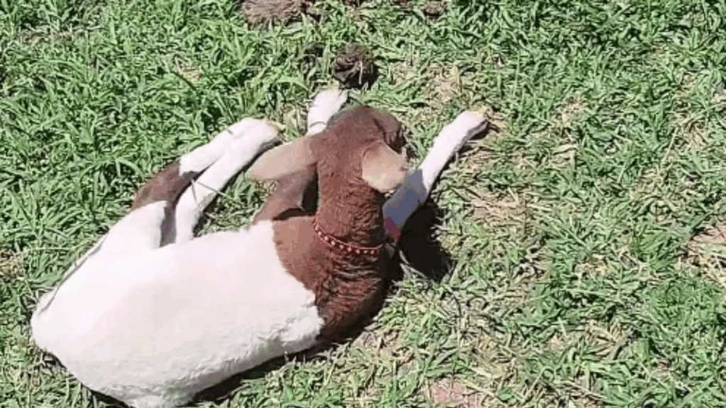 "Achou que era bezerra": Ovelhinha adotada por minivaca em MG procura pela 'mamãe' na fazenda e encanta a internet