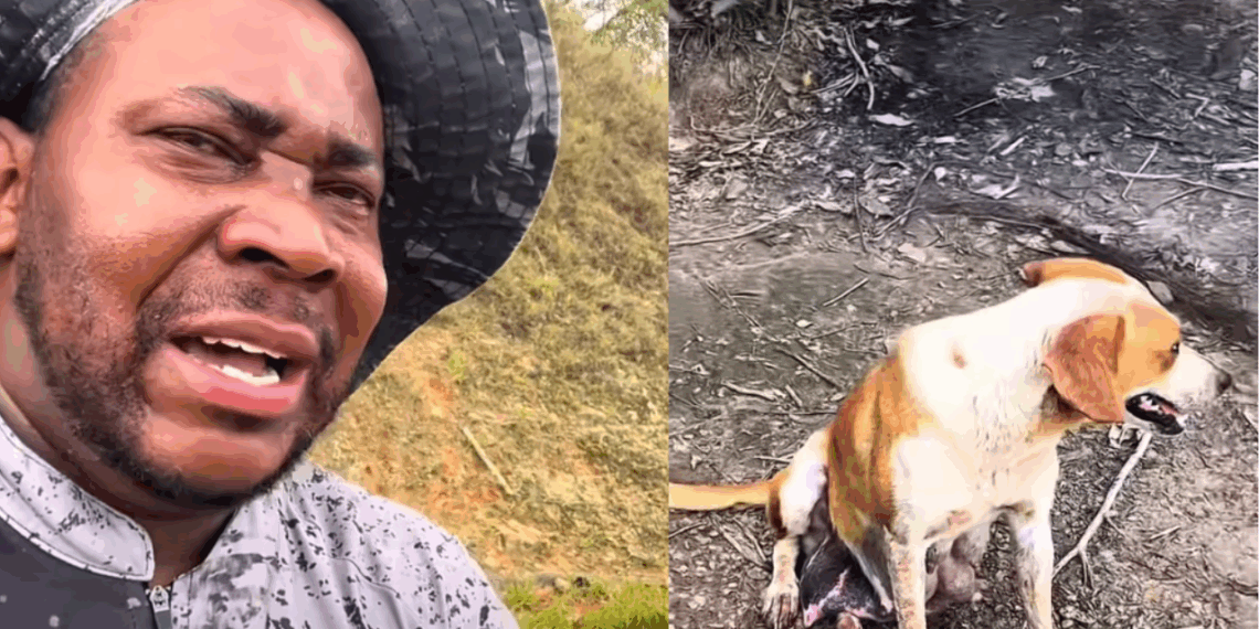 "Essa cachorra precisa de ajuda": Pescador resgata cadela em rio de MG e mobiliza veterinários