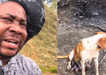 "Essa cachorra precisa de ajuda": Pescador resgata cadela em rio de MG e mobiliza veterinários