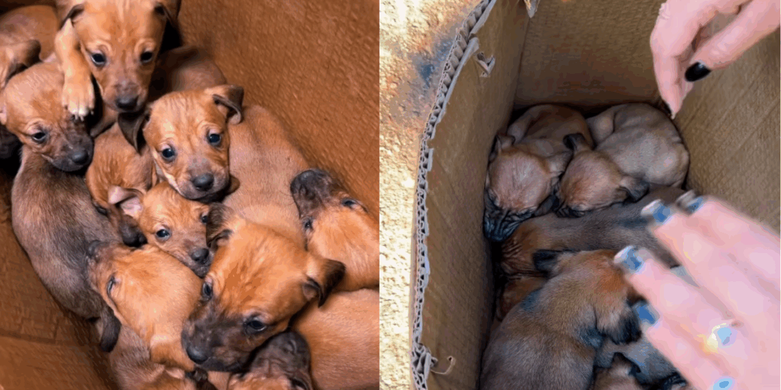 O que muda no comportamento canino em 2026 e como lidar com roubo de roupas de pets