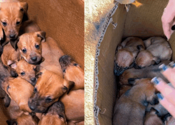 O que muda no comportamento canino em 2026 e como lidar com roubo de roupas de pets