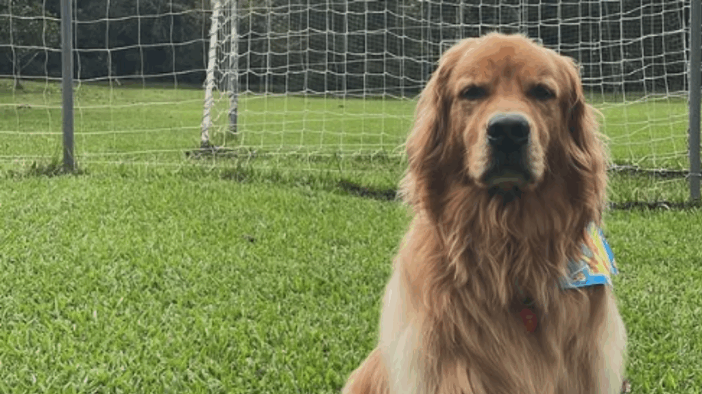 A reação do golden retriever e passarinho caído no quintal que comoveu milhares de pessoas