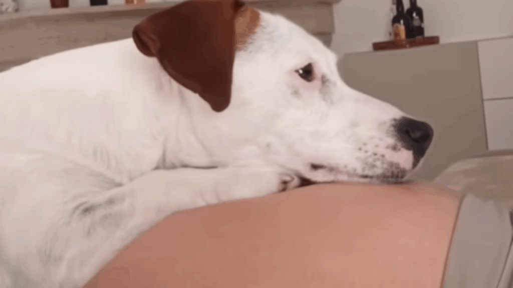 Cadela "avisou" gravidez antes do teste e criou conexão incrível com a bebê: veja a história