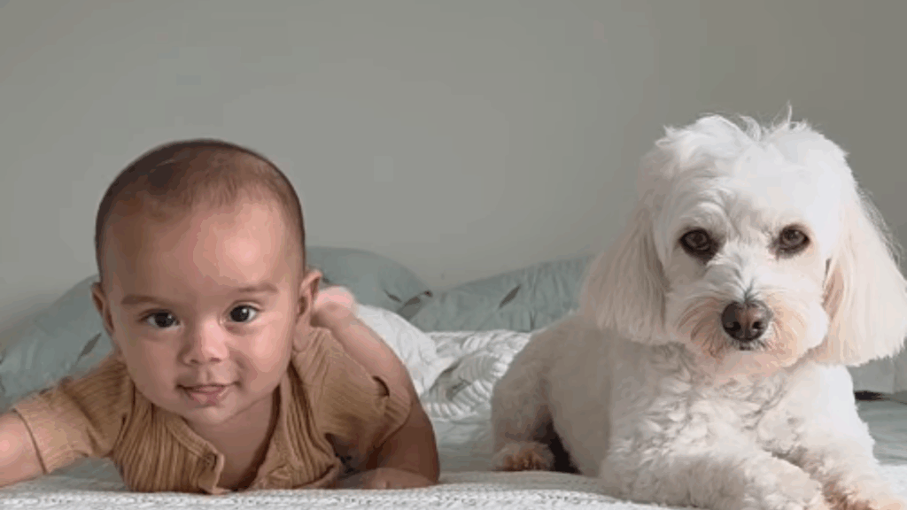 “O filho é seu, resolva você”: cachorrinha que ignorou o irmãozinho chorando viraliza na web
