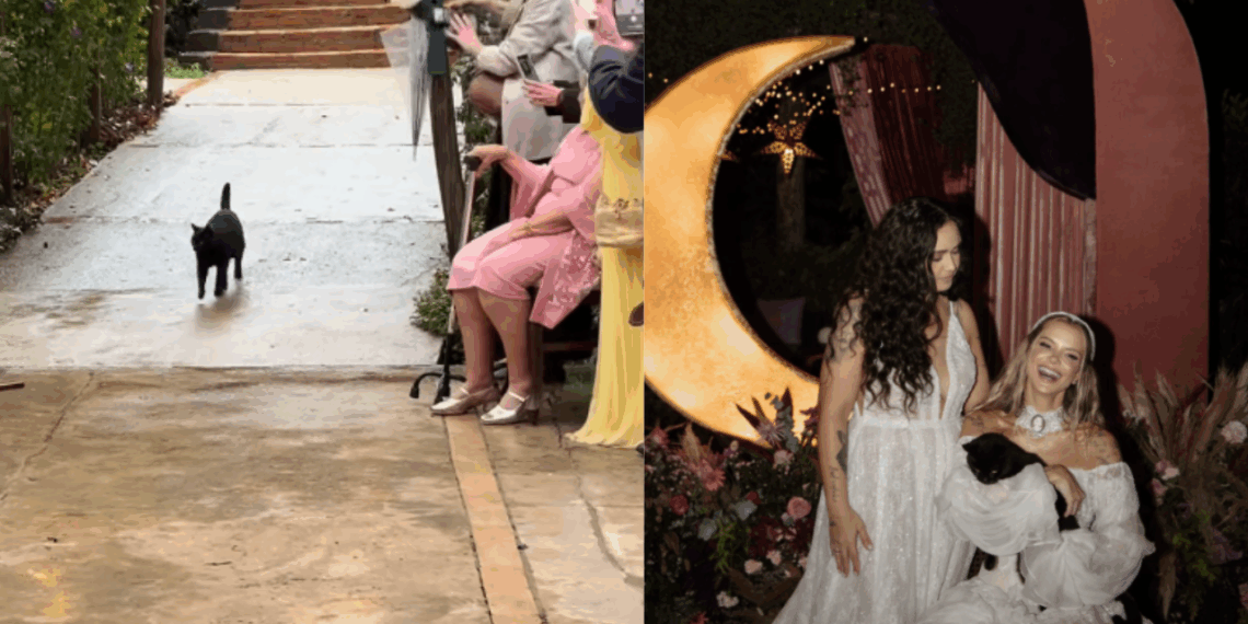 “Entrou no ritmo da música”: noiva faz pedido a gato de local de eventos e ele surpreende