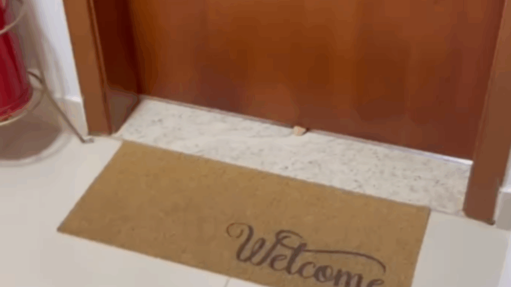 Gata debochada provoca vizinhos da raça spitz alemão por baixo da porta e vídeo viraliza