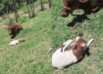 "Achou que era bezerra": Ovelhinha adotada por minivaca em MG procura pela 'mamãe' na fazenda e encanta a internet