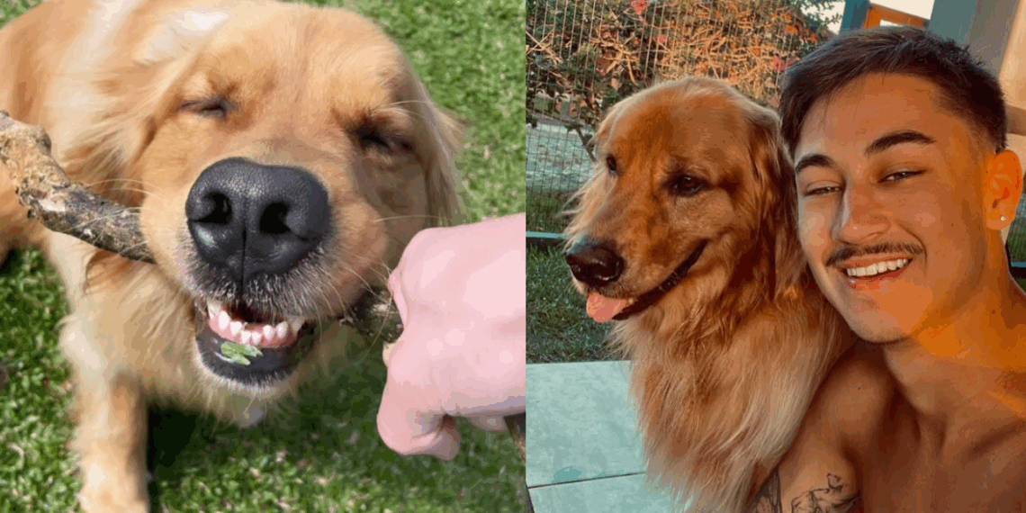 A reação do golden retriever e passarinho caído no quintal que comoveu milhares de pessoas
