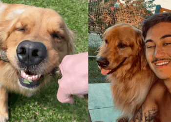 A reação do golden retriever e passarinho caído no quintal que comoveu milhares de pessoas