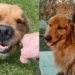 A reação do golden retriever e passarinho caído no quintal que comoveu milhares de pessoas