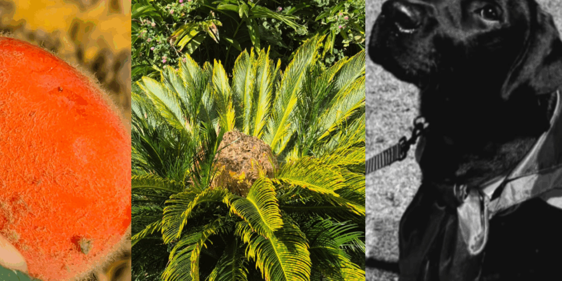 “Parecem bolinhas de brinquedo”: sementes coloridas de palmeira ornamental comum escondem veneno fatal para pets