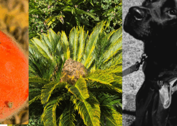 “Parecem bolinhas de brinquedo”: sementes coloridas de palmeira ornamental comum escondem veneno fatal para pets
