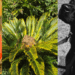 “Parecem bolinhas de brinquedo”: sementes coloridas de palmeira ornamental comum escondem veneno fatal para pets