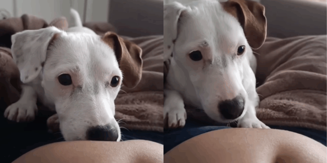 Cadela "avisou" gravidez antes do teste e criou conexão incrível com a bebê: veja a história