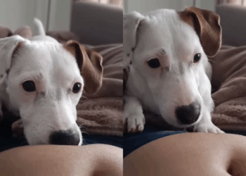 Cadela "avisou" gravidez antes do teste e criou conexão incrível com a bebê: veja a história