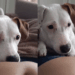 Cadela "avisou" gravidez antes do teste e criou conexão incrível com a bebê: veja a história