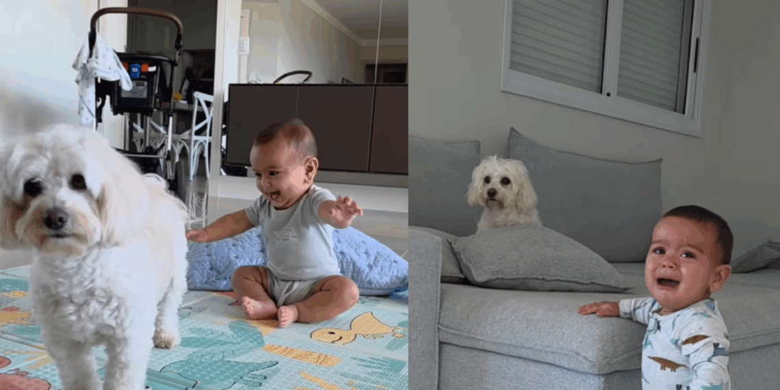 “O filho é seu, resolva você”: cachorrinha que ignorou o irmãozinho chorando viraliza na web