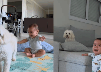 “O filho é seu, resolva você”: cachorrinha que ignorou o irmãozinho chorando viraliza na web