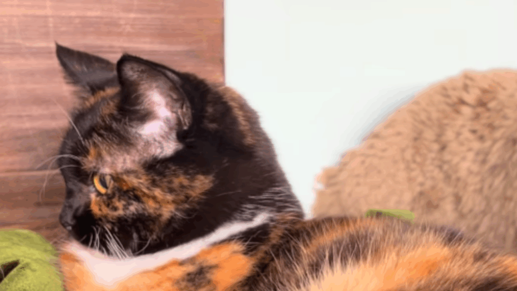 “É o colar de pérolas dela”: gata aprende a colocar cone sozinha para pedir carinho e viraliza
