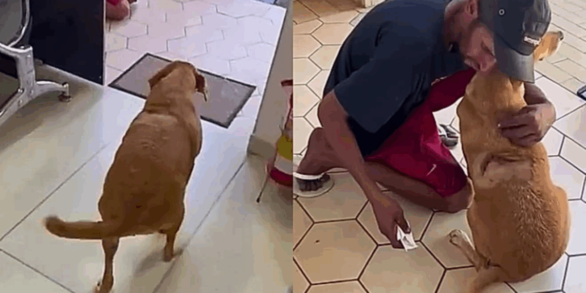'Como que tá essa força': Morador de rua guarda porta de clínica enquanto cadela é operada em SP