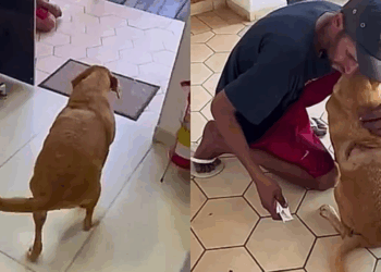 'Como que tá essa força': Morador de rua guarda porta de clínica enquanto cadela é operada em SP