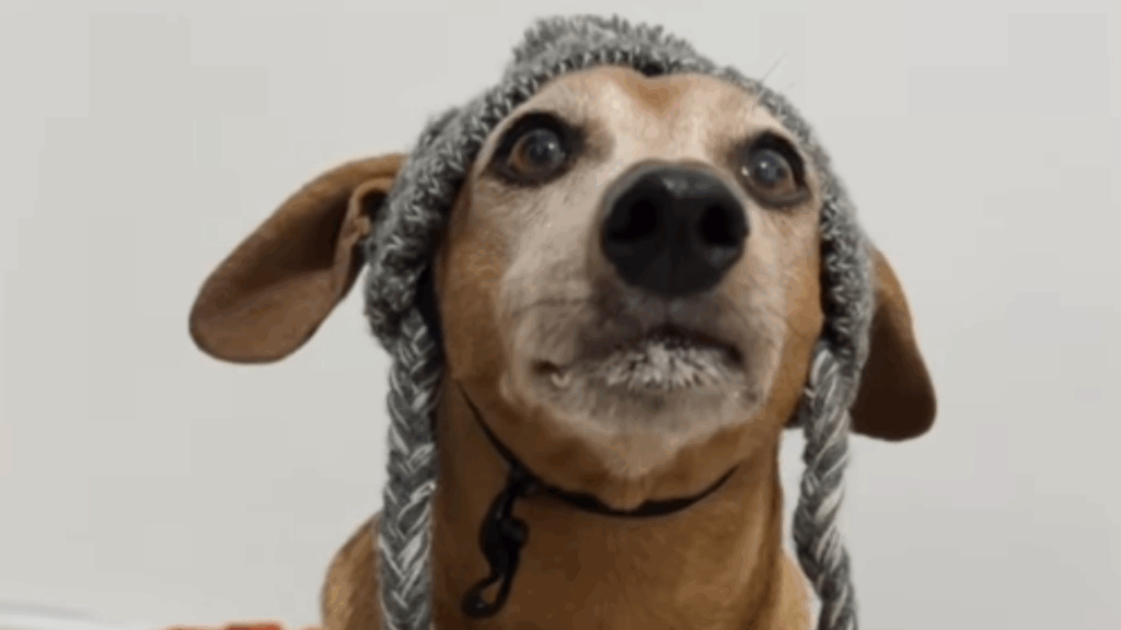 Cão da raça dachshund de 10 anos finge ser filhote para ganhar mimo e diverte a web