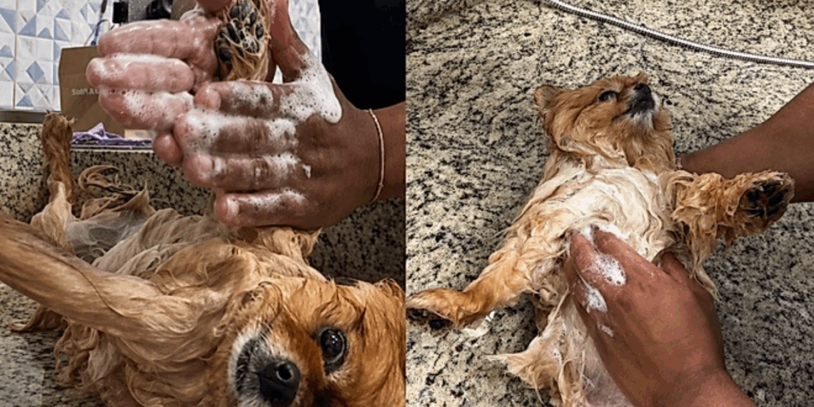 'Jurei que era de brinquedo': Lulu da Pomerânia fica imóvel durante banho e viraliza como pelúcia