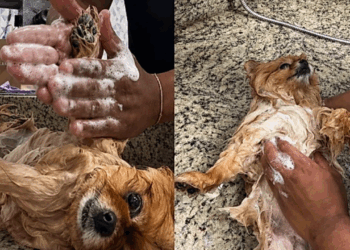 'Jurei que era de brinquedo': Lulu da Pomerânia fica imóvel durante banho e viraliza como pelúcia