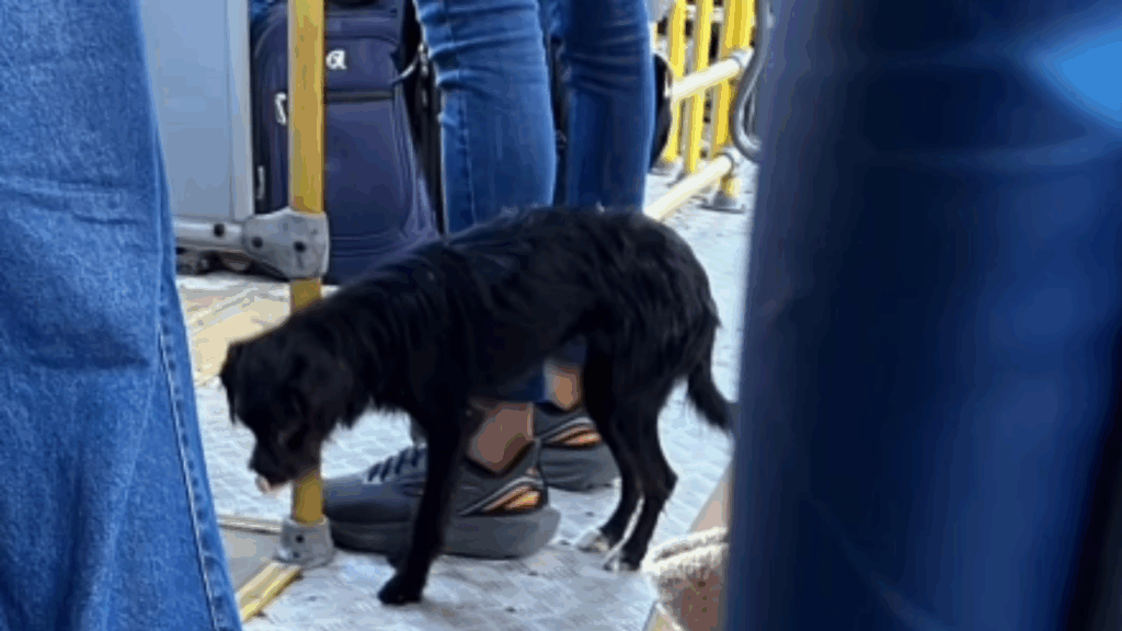 "Resgate Incansável": Cachorrinha chutada de ônibus corre quilômetros atrás de coletivos e gera mobilização até ser salva em Alagoas