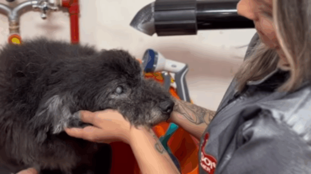 Vira-lata é deixado para trás em campanha e comove ao seguir na adoção de cão idoso
