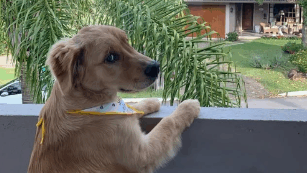 A reação do golden retriever e passarinho caído no quintal que comoveu milhares de pessoas
