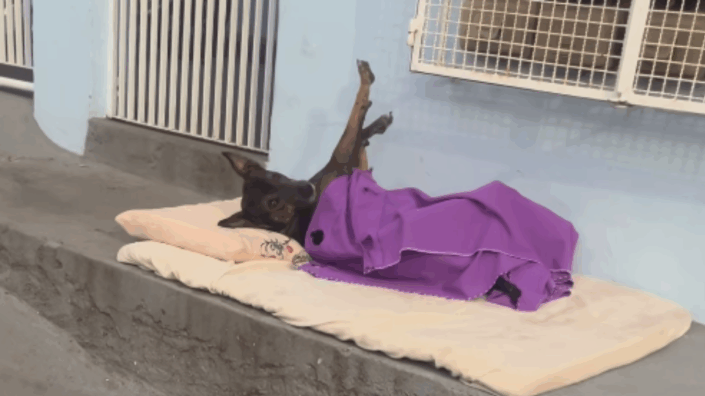 Cachorro de rua ganha cama com colchão e cobertor em calçada de Vila Velha e viraliza