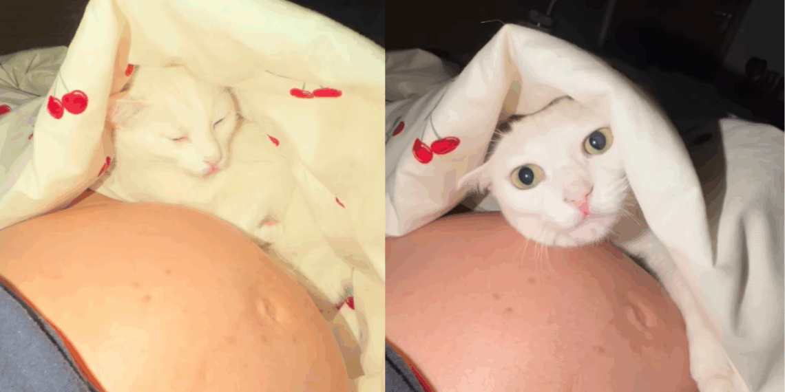 'Agonia de pele': gata que exige barreira para aceitar carinho quebra regra ao deitar em barriga de grávida
