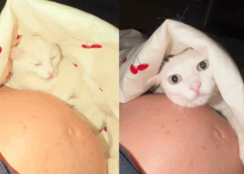 'Agonia de pele': gata que exige barreira para aceitar carinho quebra regra ao deitar em barriga de grávida