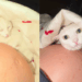 'Agonia de pele': gata que exige barreira para aceitar carinho quebra regra ao deitar em barriga de grávida