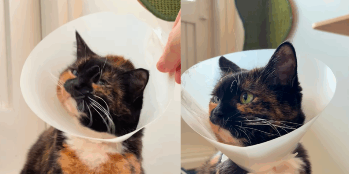 “É o colar de pérolas dela”: gata aprende a colocar cone sozinha para pedir carinho e viraliza