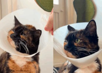 “É o colar de pérolas dela”: gata aprende a colocar cone sozinha para pedir carinho e viraliza