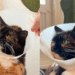 “É o colar de pérolas dela”: gata aprende a colocar cone sozinha para pedir carinho e viraliza