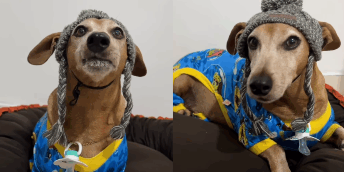 Cão da raça dachshund de 10 anos finge ser filhote para ganhar mimo e diverte a web