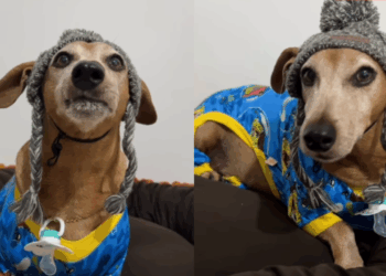 Cão da raça dachshund de 10 anos finge ser filhote para ganhar mimo e diverte a web