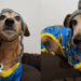 Cão da raça dachshund de 10 anos finge ser filhote para ganhar mimo e diverte a web
