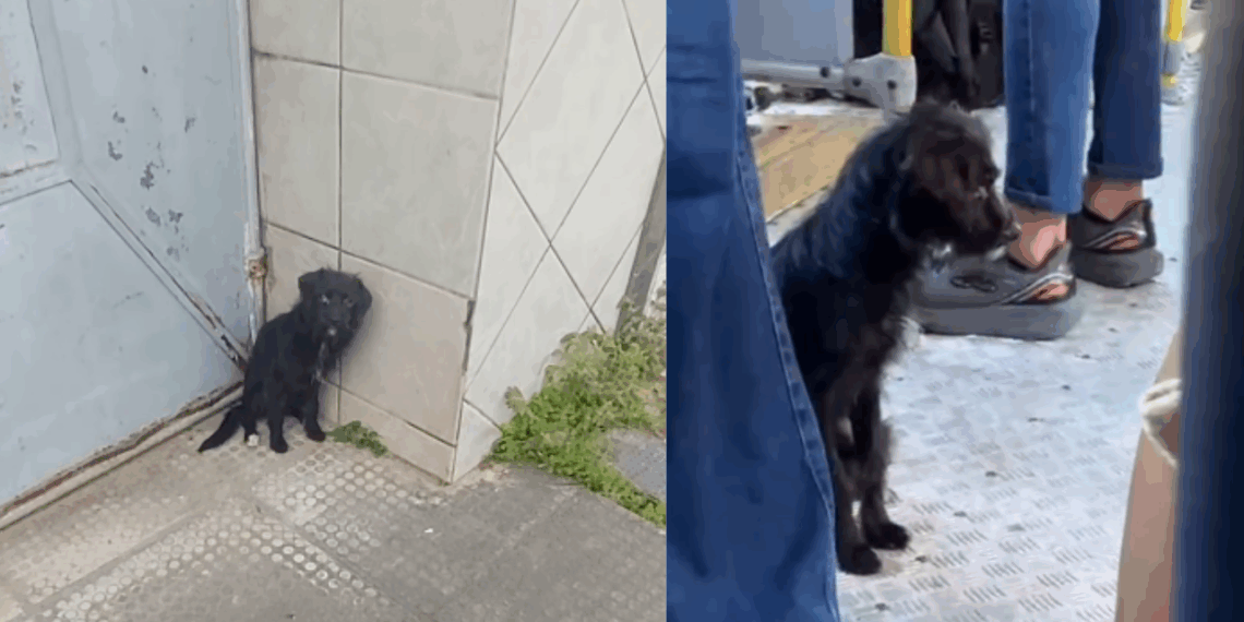 "Resgate Incansável": Cachorrinha chutada de ônibus corre quilômetros atrás de coletivos e gera mobilização até ser salva em Alagoas