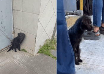"Resgate Incansável": Cachorrinha chutada de ônibus corre quilômetros atrás de coletivos e gera mobilização até ser salva em Alagoas