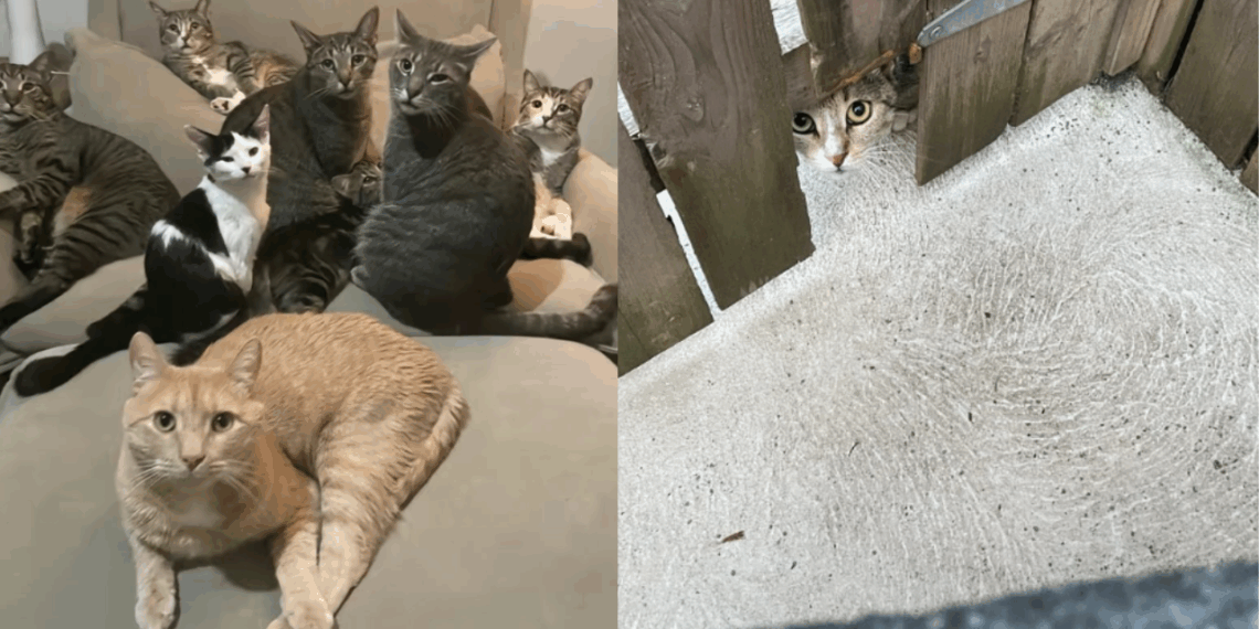 “Minha pequena Frances, acho que foi ela que me encontrou”: Gata grávida invade quintal e transforma a vida de homem que a acolheu