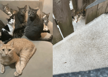 “Minha pequena Frances, acho que foi ela que me encontrou”: Gata grávida invade quintal e transforma a vida de homem que a acolheu