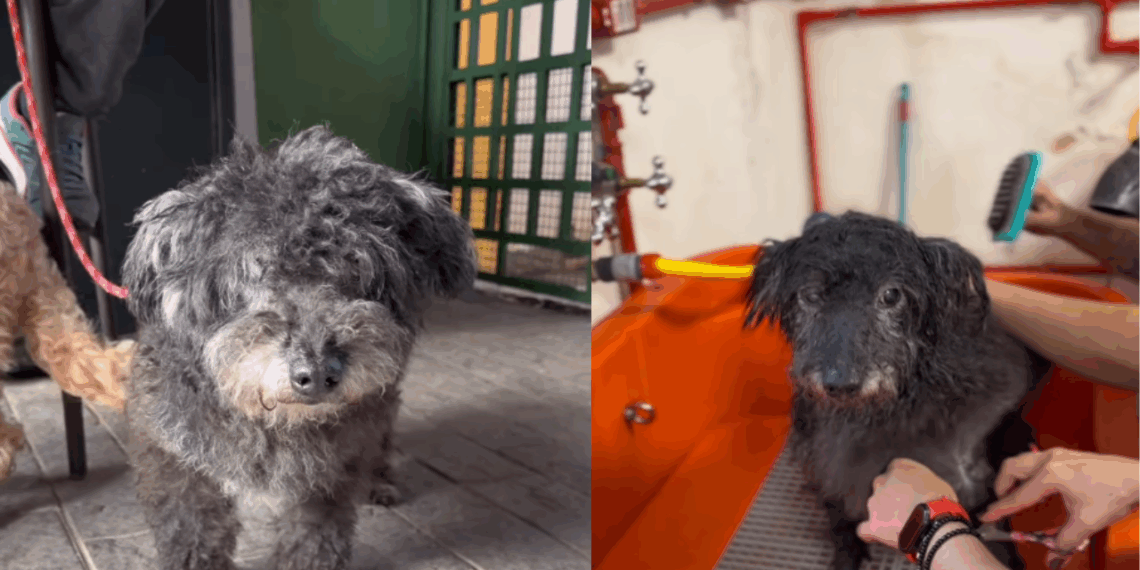 Vira-lata é deixado para trás em campanha e comove ao seguir na adoção de cão idoso